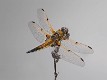 Libellula quadrimaculata-190139